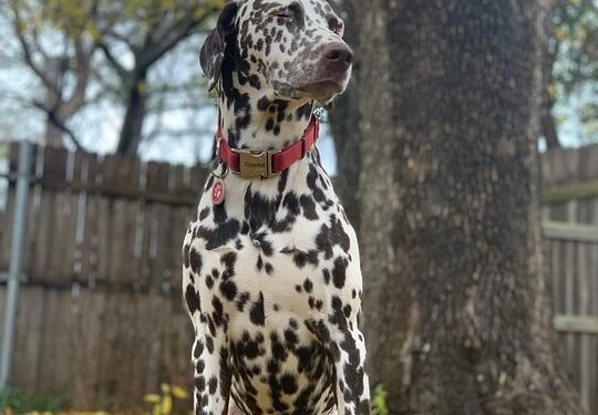 Unleash Style: The Ultimate Guide to Leather Dog Collars