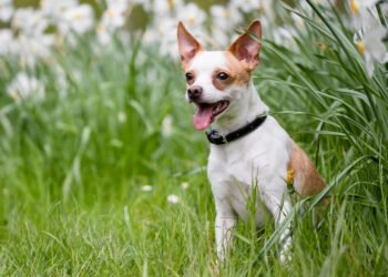 Commander Collar: Enhance Your Pup’s Performance with a Tactical Dog Collar