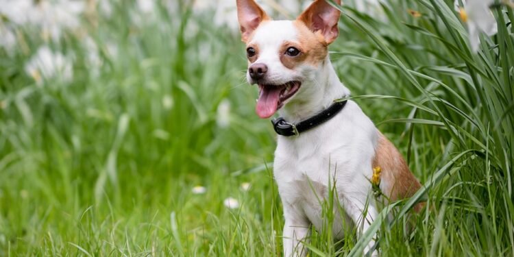 Commander Collar: Enhance Your Pup’s Performance with a Tactical Dog Collar