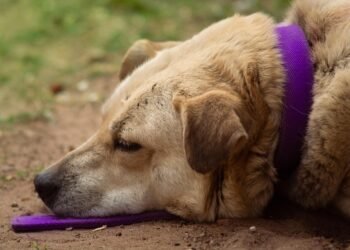 Unleash Your Pup’s Style with These Bold Metal Dog Collars