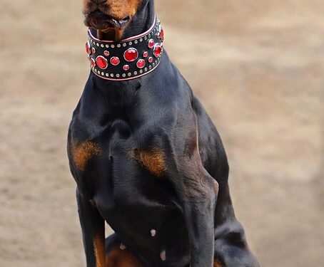 Unleash Your Dog’s Style: The Ultimate Guide to Choosing the Perfect Dog Chain