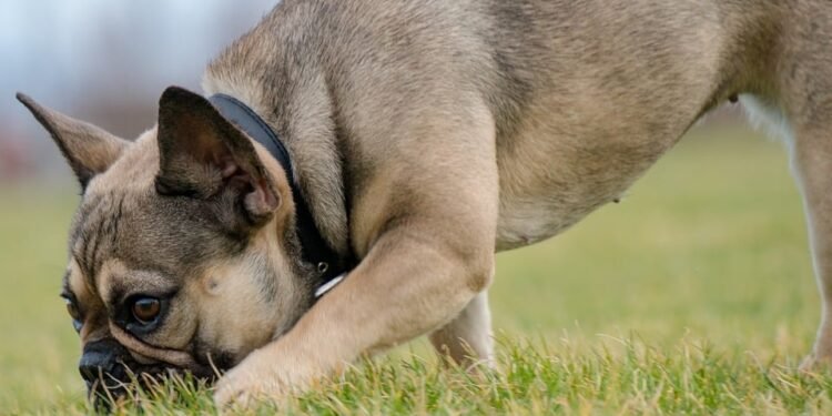 Elite Canine Command: The Ultimate Tactical Dog Collar for Your Trusty Companion