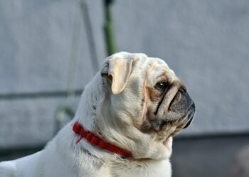 Tailored Elegance: The Ultimate Guide to Custom Dog Collars for Stylish Pups