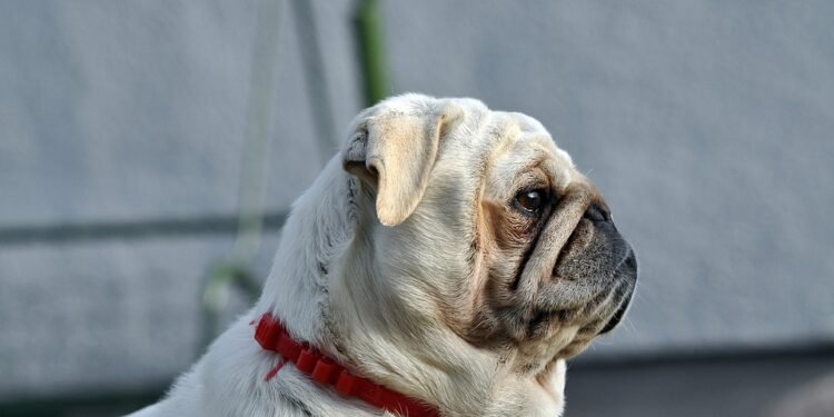 Tailored Elegance: The Ultimate Guide to Custom Dog Collars for Stylish Pups