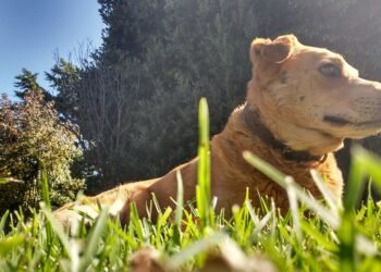 Pawsitively Personalized: The Ultimate Guide to Dog Collars with Name