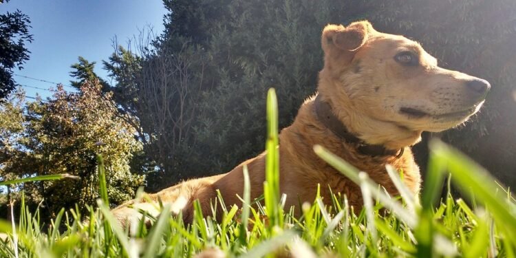 Pawsitively Personalized: The Ultimate Guide to Dog Collars with Name