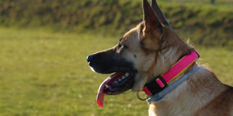 The Perfect Fit: Small Dog Collar Styles for Every Pint-Sized Pup