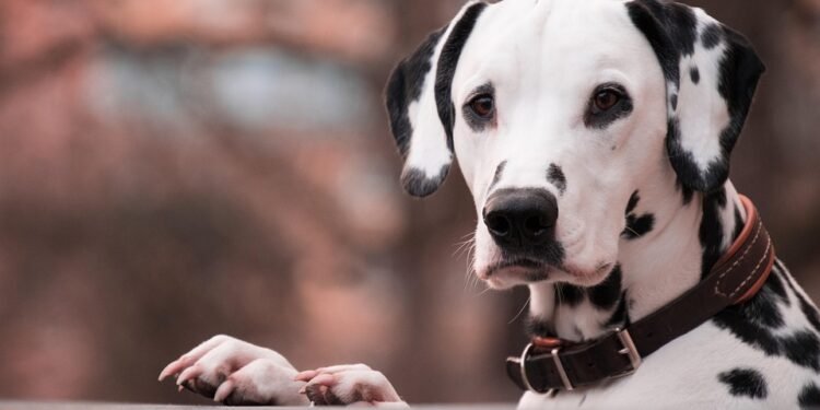 Unleash Your Dog’s Potential: The Ultimate Guide to Tactical Dog Collars