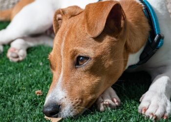 Discover the Ultimate Dog-Walking Paradise Near You: The Top Spot for Pawsome Adventures!