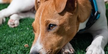 Discover the Ultimate Dog-Walking Paradise Near You: The Top Spot for Pawsome Adventures!