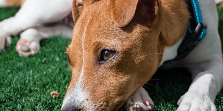 Discover the Ultimate Dog-Walking Paradise Near You: The Top Spot for Pawsome Adventures!