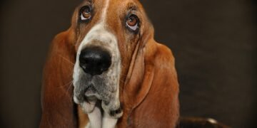 Transforming Troubled Tails: Expert Reactive Dog Training Available Near You