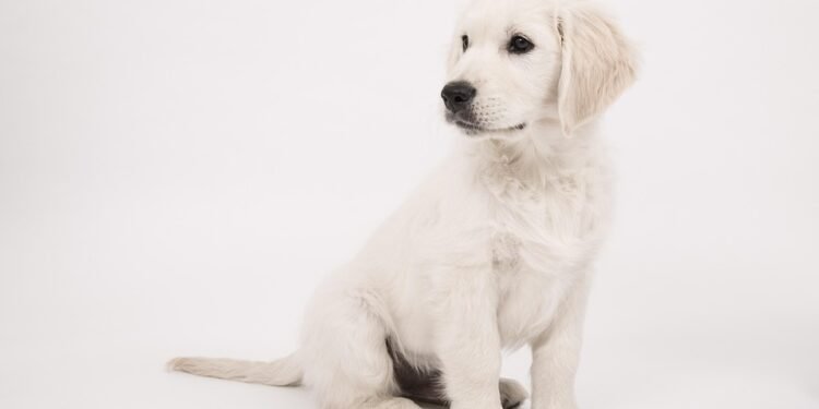 Unleash Your Potential: Exciting Dog Daycare Jobs Near You!