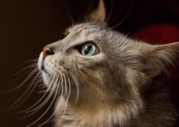 Senior Savory Solutions: The Top Foods for Soothing Stomach Issues in Aging Dogs