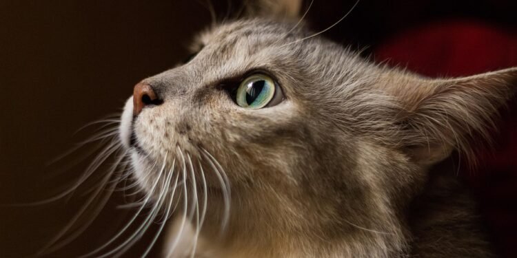 Senior Savory Solutions: The Top Foods for Soothing Stomach Issues in Aging Dogs