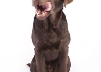 Lean & Healthy: The Top Dog Foods for Weight Loss Without Chicken