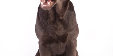 Lean & Healthy: The Top Dog Foods for Weight Loss Without Chicken