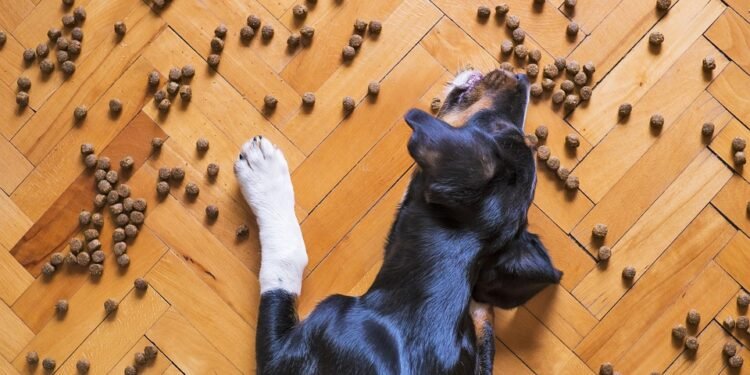 Bark-worthy treats: Can dogs enjoy bananas and strawberries too?