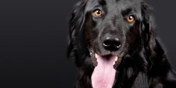 Dangerous Delights: What Human Foods Can Dogs Safely Eat?