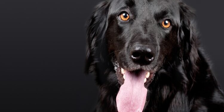 Dangerous Delights: What Human Foods Can Dogs Safely Eat?