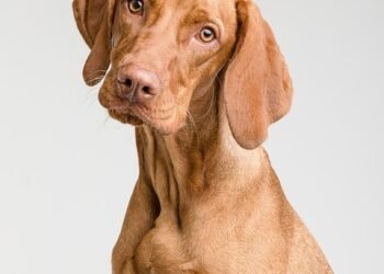 Canine Cuisine: 10 Surprising Human Foods Your Dog Can Safely Enjoy