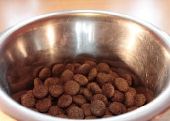 Soothing Solutions: The Top Dog Food for Sensitive Stomachs and Skin Allergies