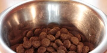 Soothing Solutions: The Top Dog Food for Sensitive Stomachs and Skin Allergies