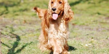 Digestive Delights: The Top Foods for Senior Dogs with Sensitive Stomachs