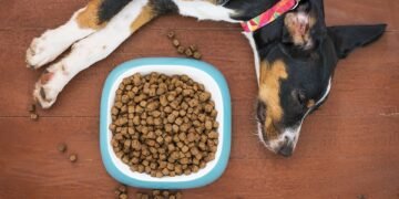 Feeding Fussy Eaters: Top Picks for Large Breed Dogs Who Turn Their Nose Up at Food