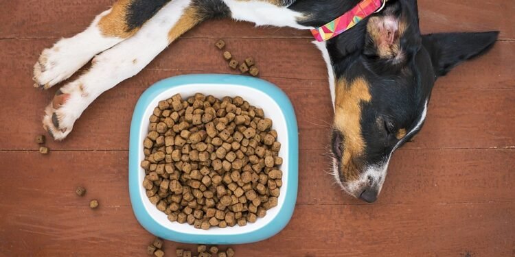 Feeding Fussy Eaters: Top Picks for Large Breed Dogs Who Turn Their Nose Up at Food
