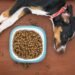 Feeding Fussy Eaters: Top Picks for Large Breed Dogs Who Turn Their Nose Up at Food