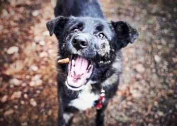 Pawsitively Delicious: The Benefits of Papaya for Dogs