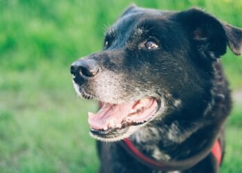 Canine Cuisine: A Guide to What Dogs Can and Can’t Eat