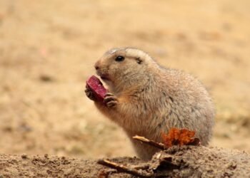 Feeding Fido: What Human Foods Are Safe for Your Pup?