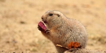 Feeding Fido: What Human Foods Are Safe for Your Pup?