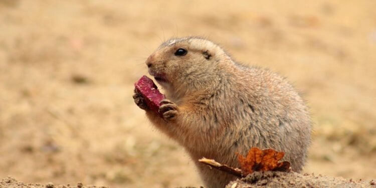 Feeding Fido: What Human Foods Are Safe for Your Pup?