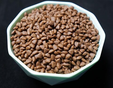 Gentle Gourmet: Nourishing Meals for Senior Dogs with Sensitive Stomachs