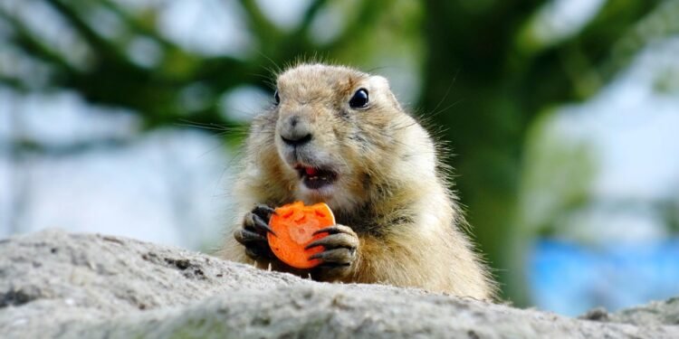 Lean and Limber: The Ultimate Guide to Weight Loss and Joint Health for Your Pup