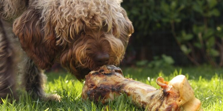 Top Picks: Allergy-Friendly Dog Food that Picky Eaters Will Love