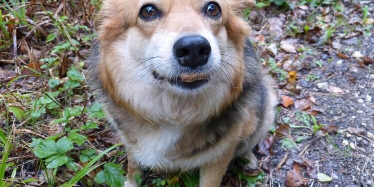 Guava Goodness: Discover if Dogs Can Enjoy this Tropical Fruit