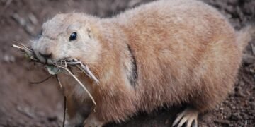 Bark-worthy Banana Treats: Vet Approved Homemade Recipes for Your Pup
