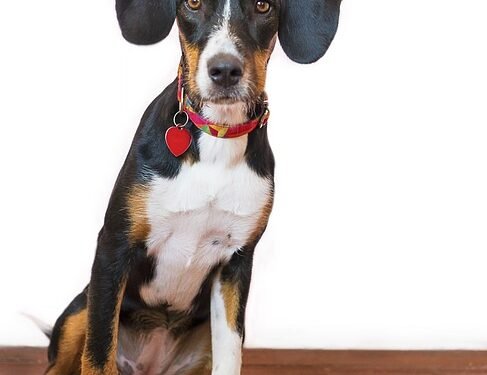 Can Dogs Have Oranges? Exploring the Benefits and Risks of Citrus for Your Canine Companion