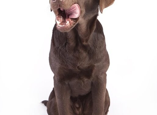 The Do’s and Don’ts of Feeding Your Furry Friend: What Human Foods are Safe for Dogs