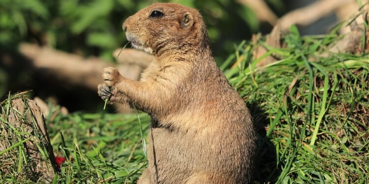 Senior Savories: The Top Picks for Feeding Your Older Dog