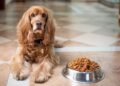 Trimming down and thriving: The ultimate guide to weight loss and allergy-friendly dog food