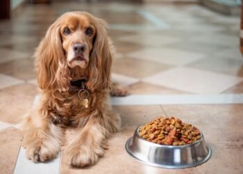 Trimming down and thriving: The ultimate guide to weight loss and allergy-friendly dog food