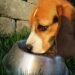 Lean & Limber: The Top Dog Foods for Weight Loss and Joint Health
