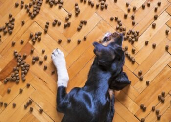 Top Picks: Allergy-Friendly Dog Foods for Picky Eaters