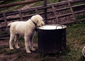 Crack the Code: How to Please your Picky Pooch with Irresistible Dog Food Toppings