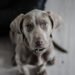Wholesome Canine Delights: Vet-Approved Homemade Dog Treat Recipes Without Flour